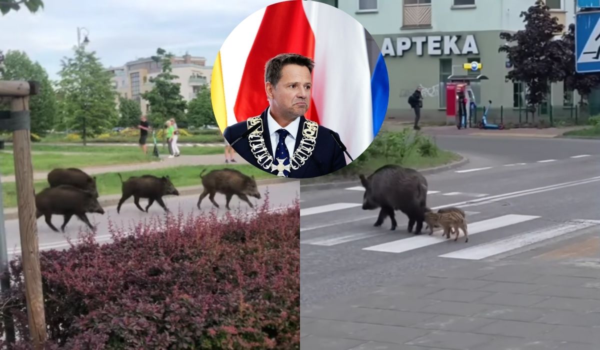Warszawa: utworzono zespół do spraw dzikich zwierząt, który ma się zająć losem dzików