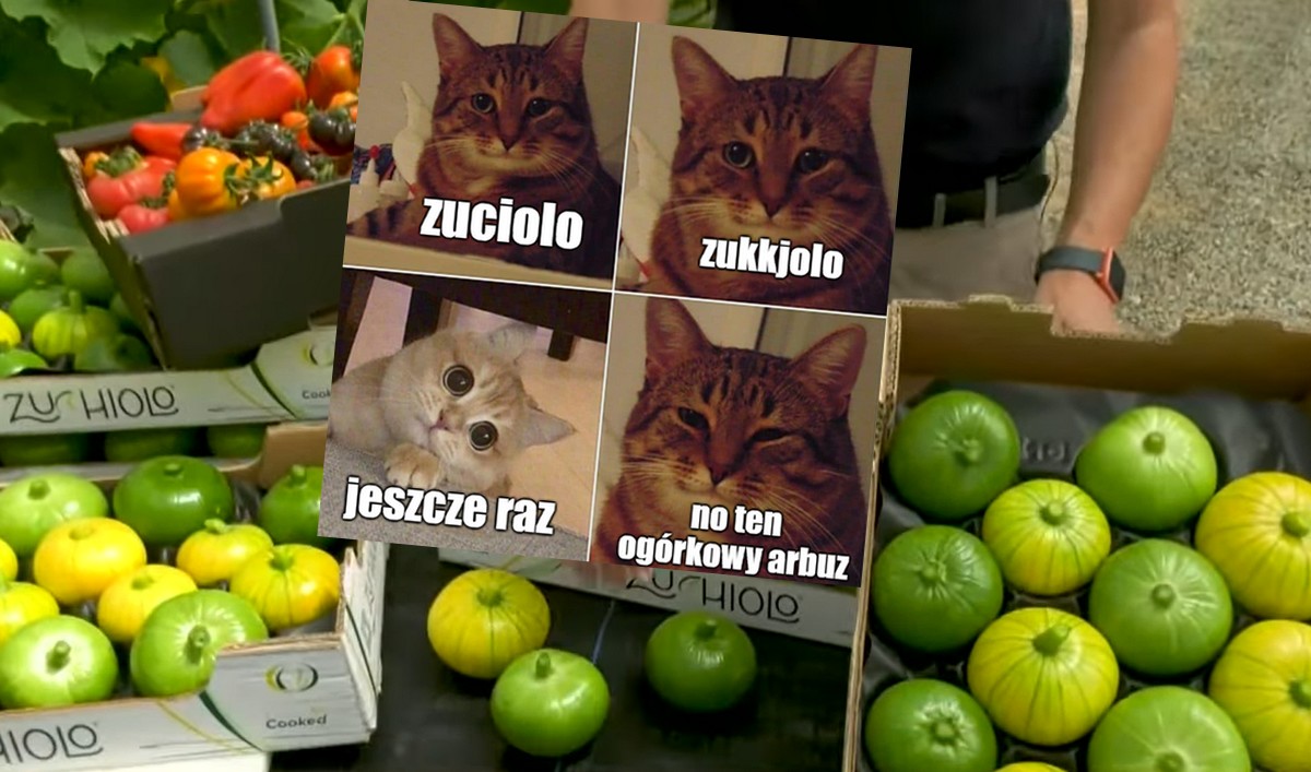Hit sezonu ogórkowego: zucchiolo, wygląda jak cukinia gdyby była dynią i trafiła do warzywniaków