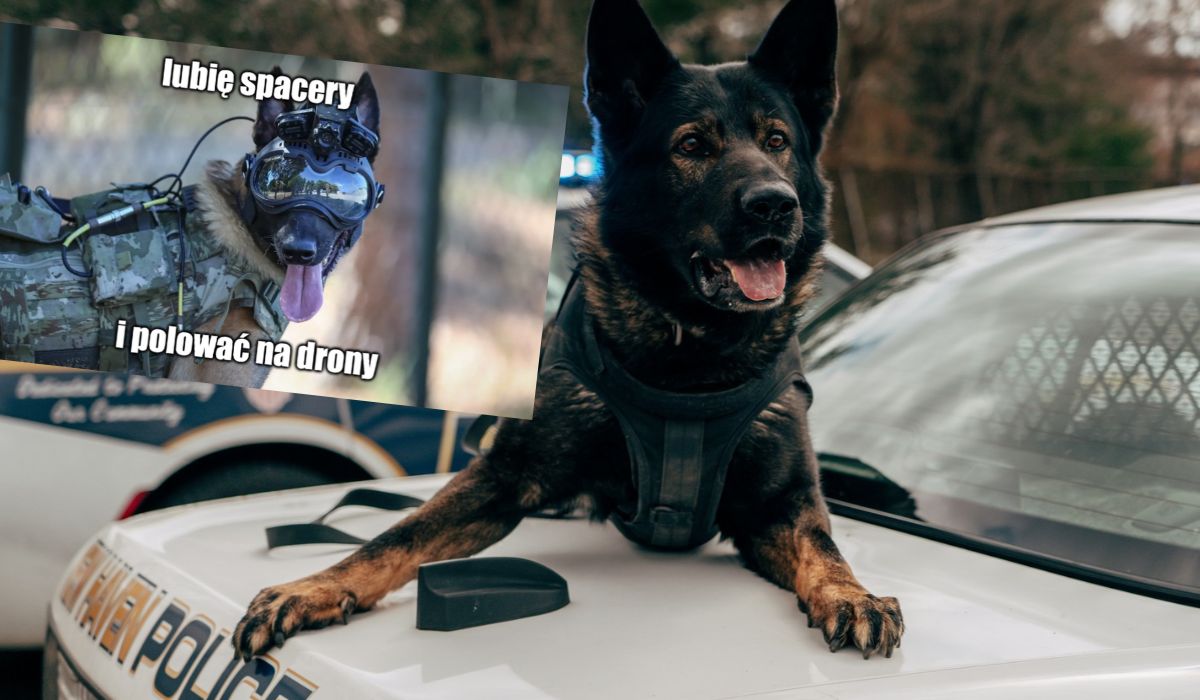 Firma Warhound będzie pracować nad nową, sprawniejszą i silniejszą generacją psów dla wojska i służb