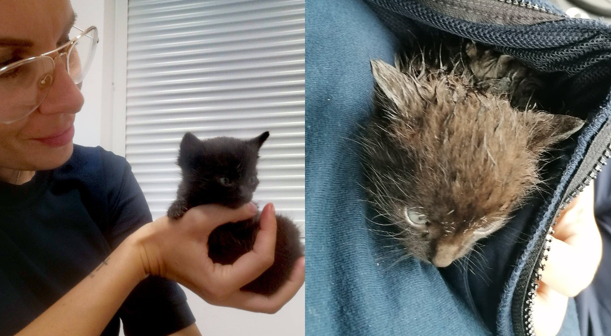 Jarocin: policjanci chwalą się uratowanym miesięcznym kociakiem