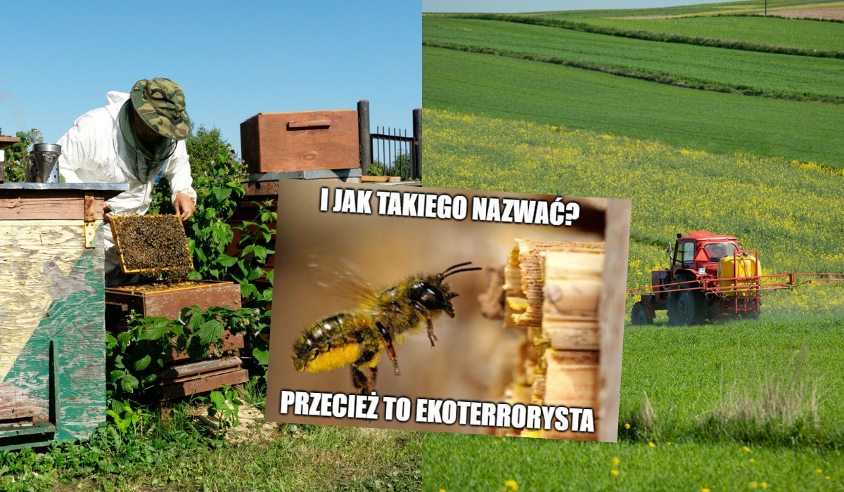 Świdnica: skazano rolnika, który jednym opryskiem pestycydami przyczynił się do zabicia ponad 7,5 mln pszczół