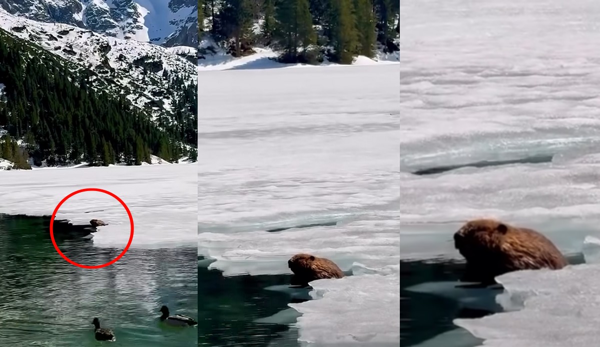 W Morskim Oku po raz pierwszy udało się nagrać bobra chillującego sobie na topniejącej krze lodowej