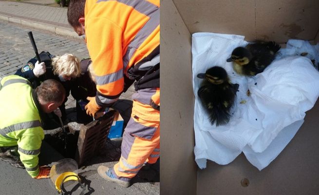 Poznań: brawurowa akcja ratowania kaczuszek, które nieco zbłądziły w życiu