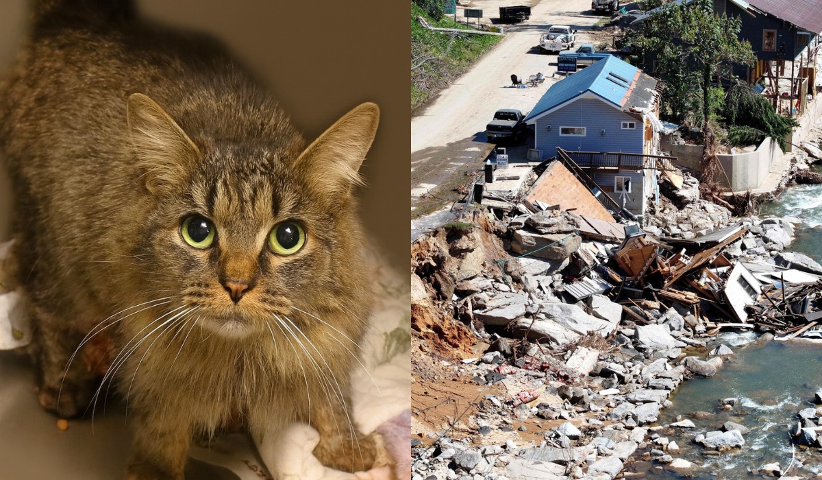 USA: kotka, która zaginęła w czasie huraganu, wróciła do swojej rodziny po ponad 400 dniach