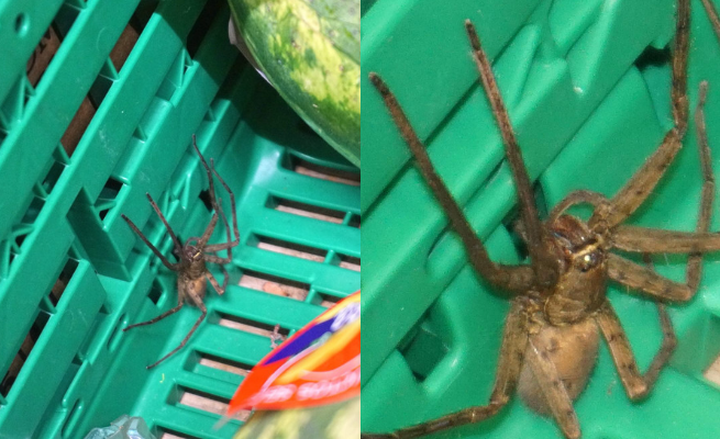 W sklepach w całej Polsce znaleziono wielkie pająki w bananach