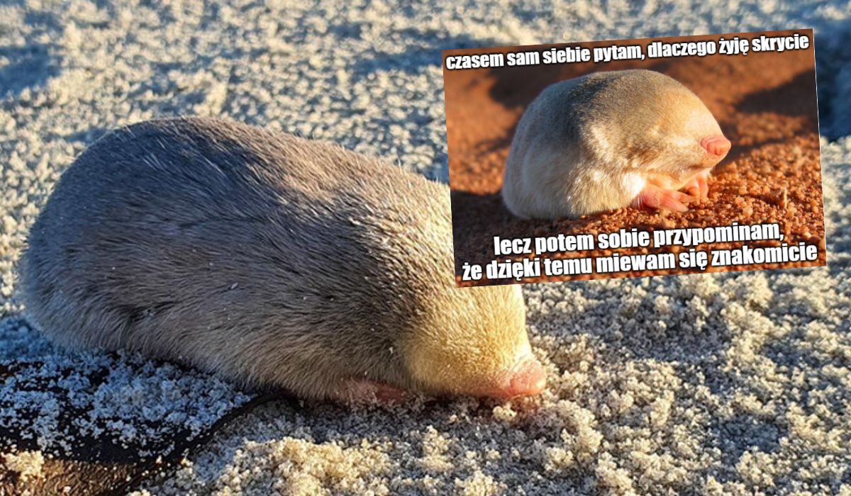 RPA: suczka Jessie wytropiła skrytokreta, najbardziej poszukiwany gatunek świata