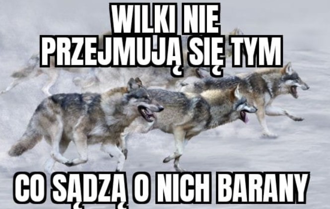 Zarząd Główny NSZZ Policjantów: "wilki nie przejmują się tym, co sądzą o nich barany"