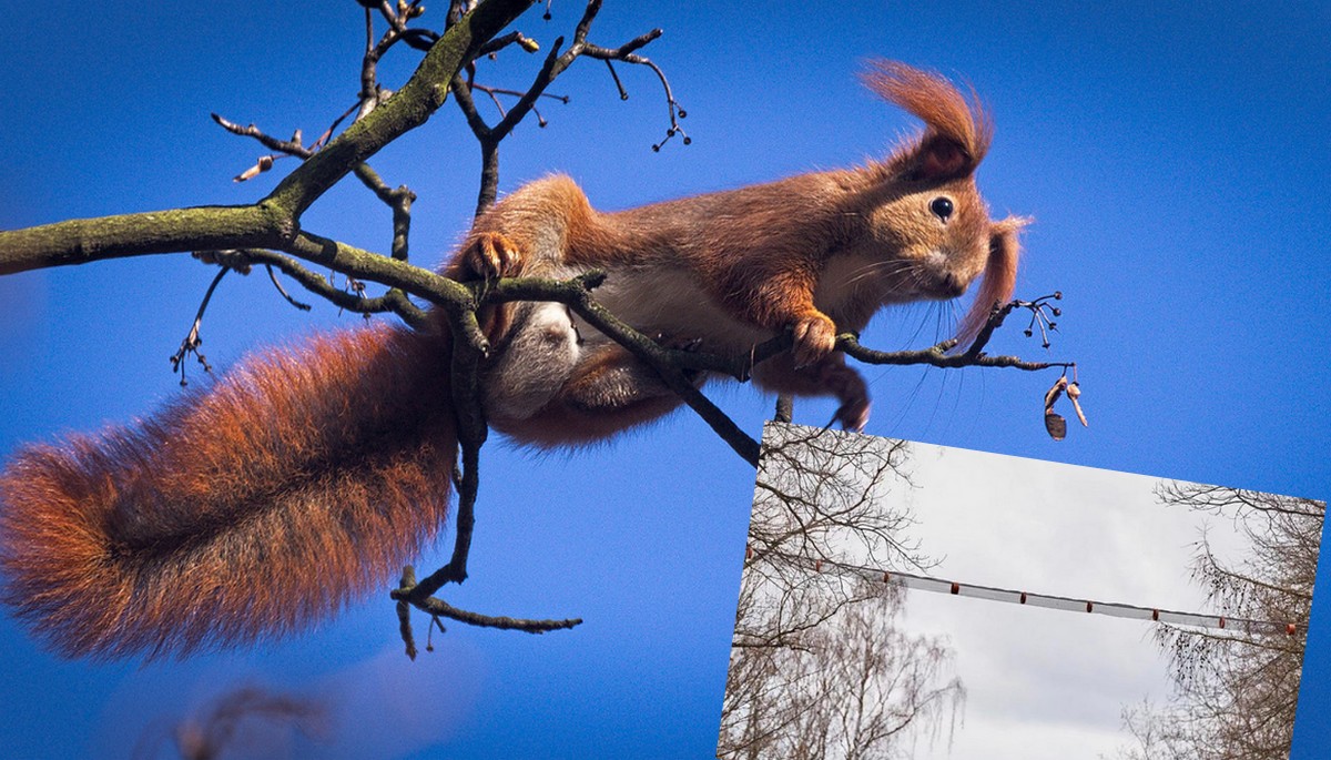 Łódź: ruszyła budowa infrastruktury dla wiewiórek, na razie jeden most wiszący