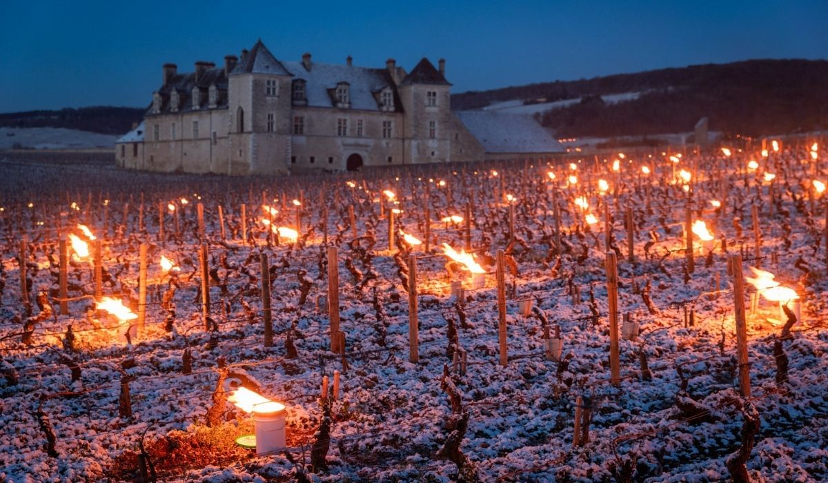 Francja: przez przymrozki w niektórych rejonach produkcja wina spadnie nawet o połowę