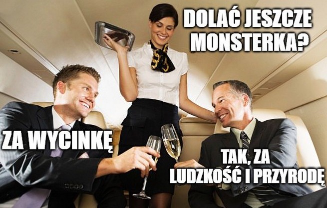 Aeroklub chce wyciąć 95 tysięcy drzew wokół lotniska z powodu "bezpieczeństwa"