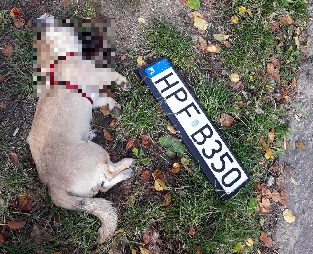 Łódź: radiowóz śmiertelnie potrącił psa i odjechał, mobilizacja w internecie