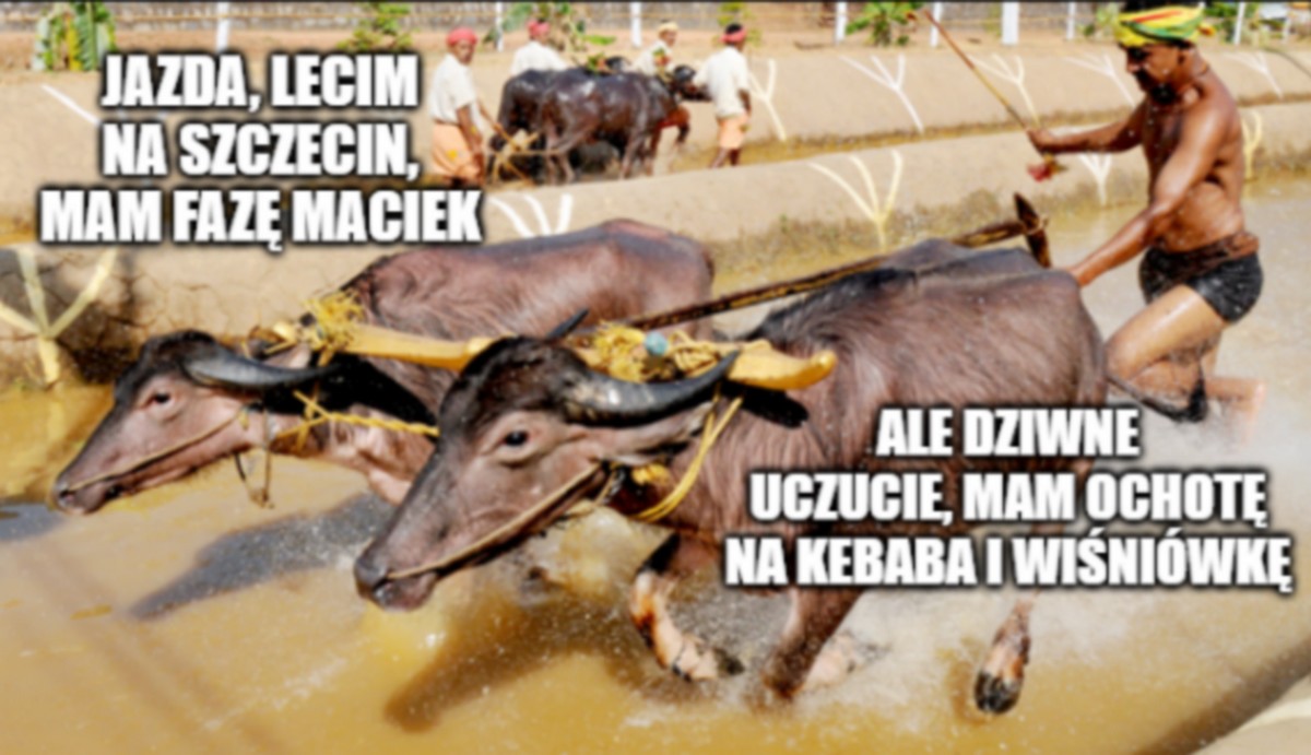 Indie: rolnik został aresztowany za nielegalną produkcję bimbru, wydało się, bo jego bawoły się zborsuczyły