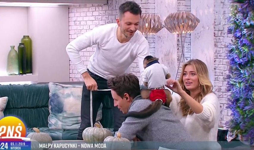 Ekspertka od małp wyrzucona z "Pytanie na Śniadanie", krytykuje trzymanie małp w domu