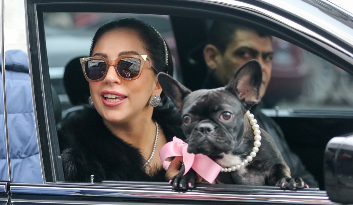 Ktoś zrobił napad z bronią na osobę wyprowadzającą psy Lady Gagi i je ukradł