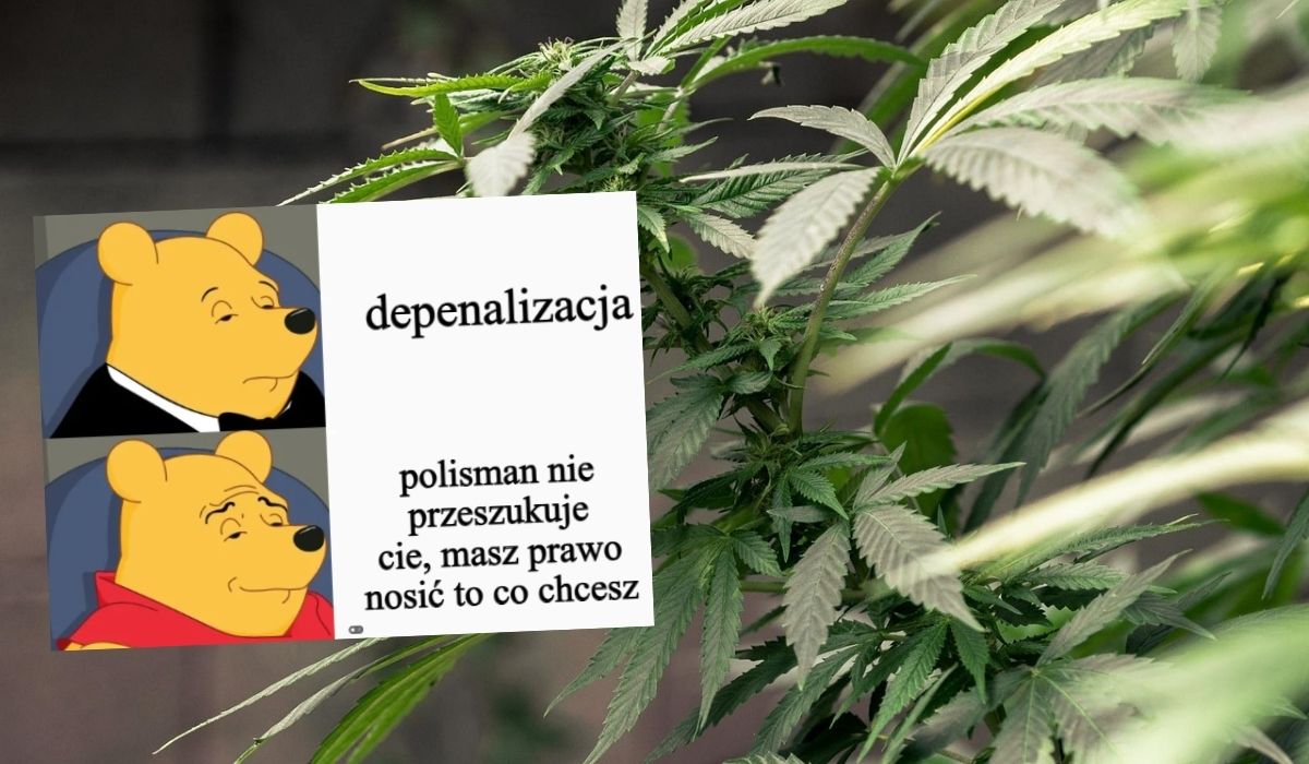 Projekt depenalizujący marihuanę jest już gotowy, dopuszcza posiadanie 15 gram lub jednego krzaczora