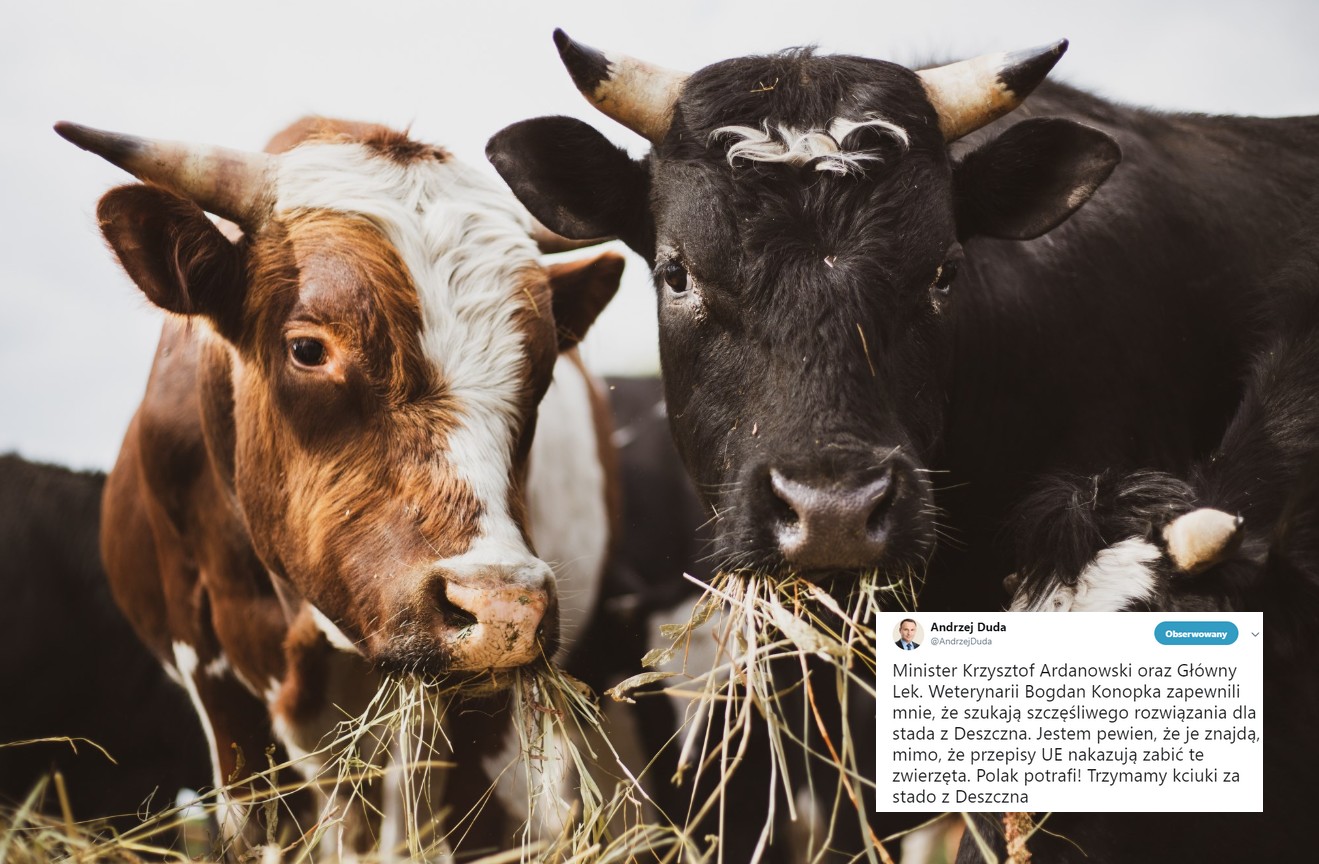Kaczyński i Duda interweniują w sprawie stada wolnych krów
