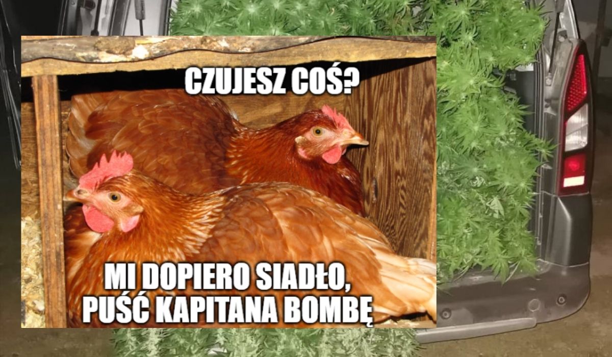 Łosice: policja znalazła dużą uprawę konopi i nie uwierzyła właścicielce, że to dla kur