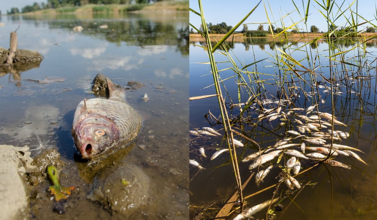 Polska będzie musiała wytłumaczyć w PE, dlaczego akurat nam przytrafiły się złote algi w Odrze, a Czechom i Niemcom nie