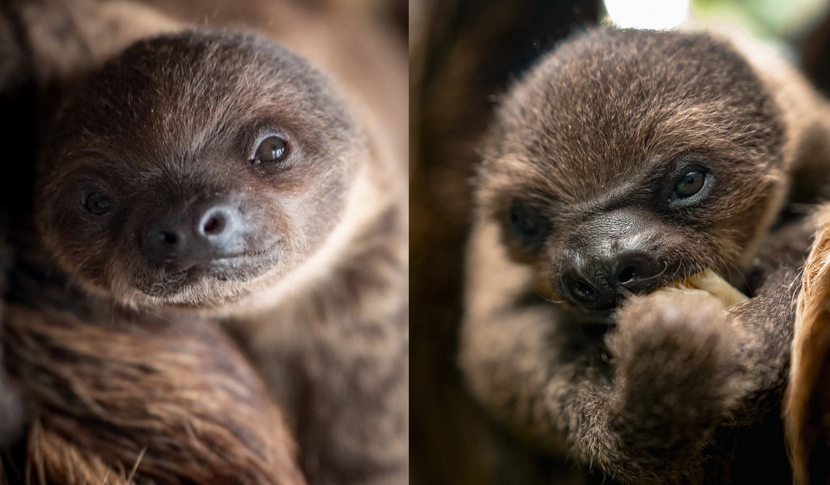 Kolejne narodziny w łódzkim zoo: po żyrafie, kanguroszczurze i tamarynach, przyszedł na świat mały leniwiec