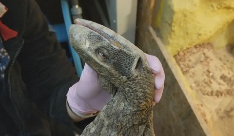 Chełm: sklep budowlany trzymał w fatalnych warunkach egzotyczne zwierzęta