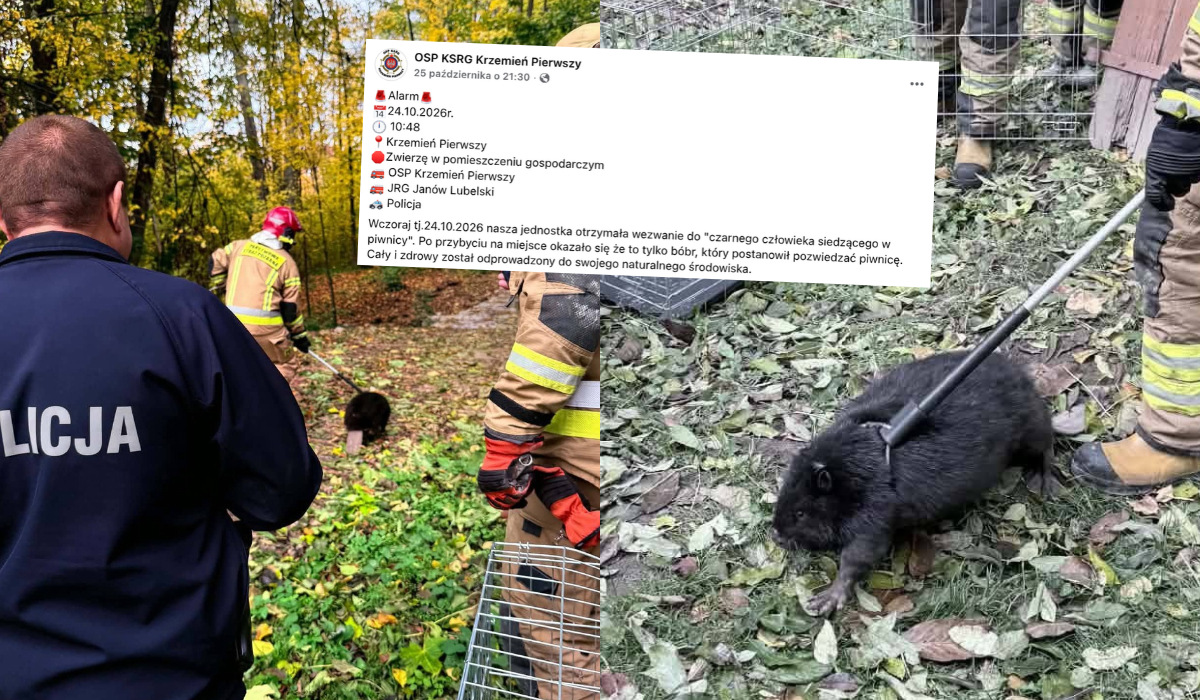 Krzemień Pierwszy: strażacy wezwani do "czarnego człowieka w piwnicy" odkryli, że to bóbr