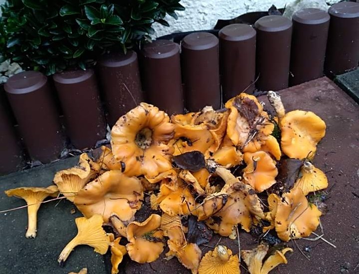 W lesie w Chojnicach mimo kalendarzowej zimy można zbierać grzyby