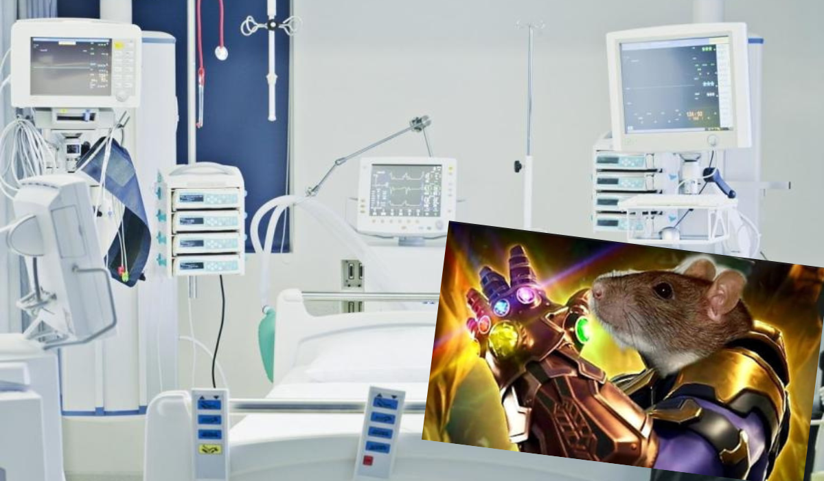 Raport NIK: szpital przez pięć miesięcy nie używał angiografu, ponieważ szczury przegryzły kable