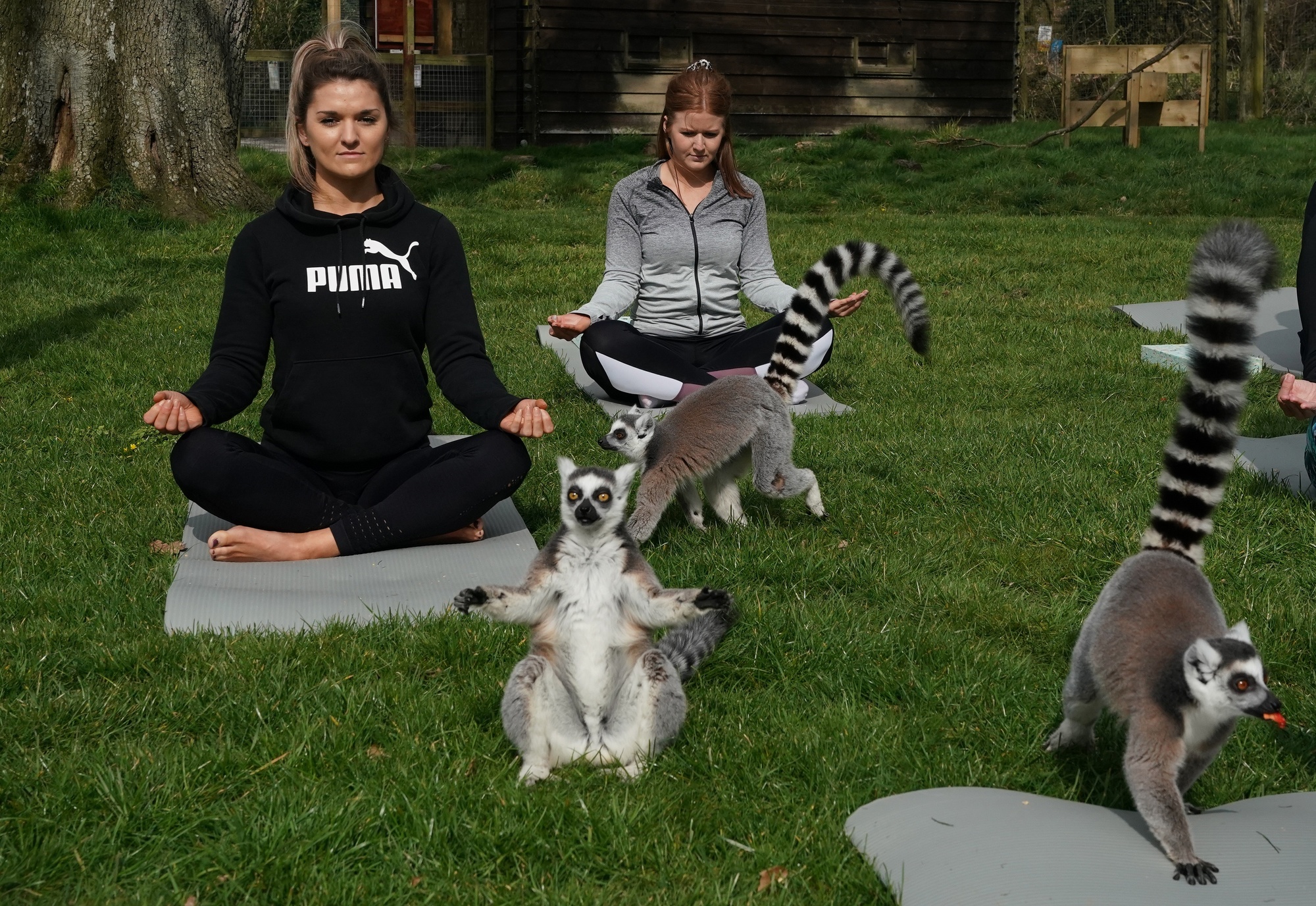 Hotel w Wielkiej Brytanii oferuje gościom jogę z lemurami