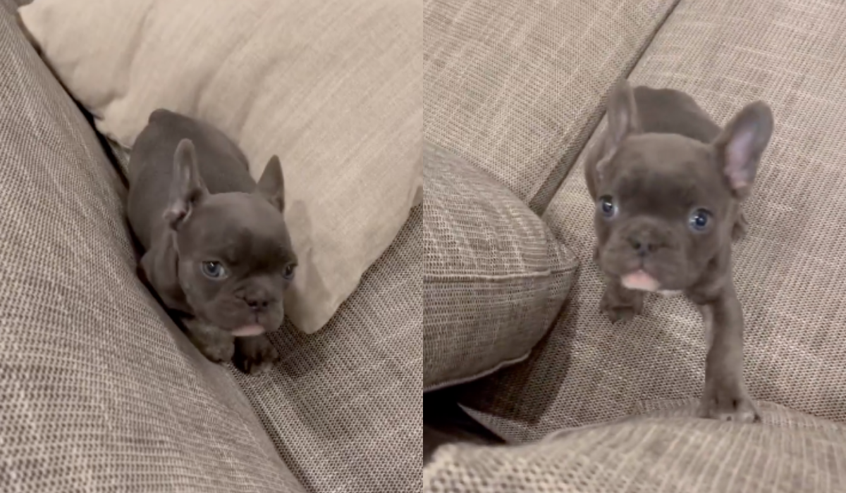 Szef MSZ Ukrainy wzywa obywateli do pomocy zwierzętom i adopcji, zaczął od siebie i przygarnął szczeniaka