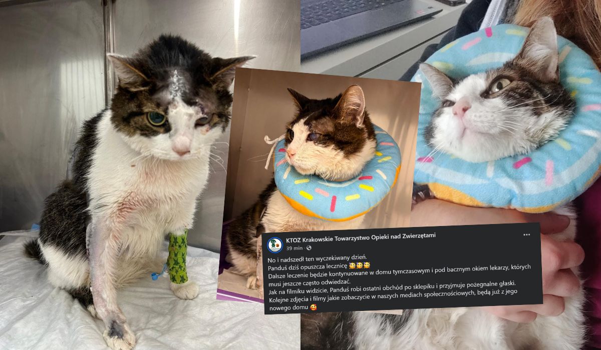 Kraków: kot Panduś po trudnych przejściach opuszcza lecznicę, znalazł dom tymczasowy