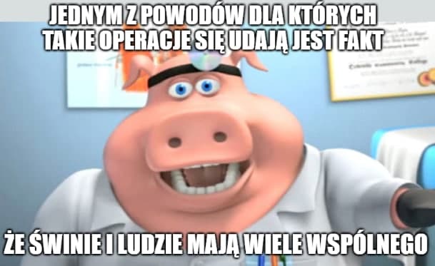Eksperymentalny przeszczep nerki świni na człowieka po raz pierwszy zakończony sukcesem
