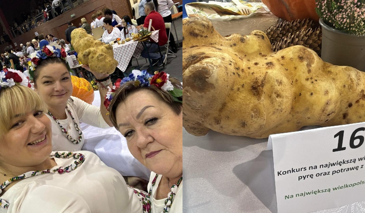 Ziemniak ważący ponad 1,5 kilograma zwycięzcą konkursu na "największą wielkopolską pyrę"