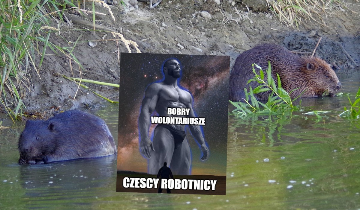 Czechy: projekt zabagnienia terenów miał kosztować miliony, ale bobry zrobiły to za darmo