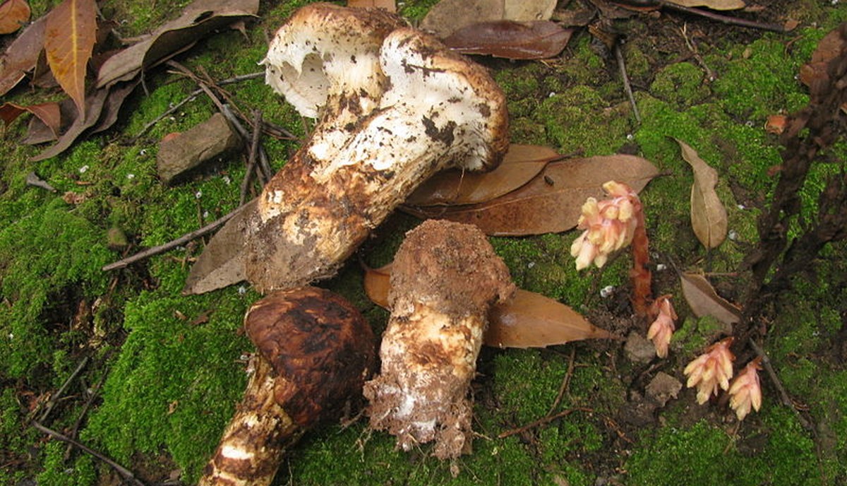 Japonia: prawie 10 lat po katastrofie w Fukushimie w lasach wciąż rosną radioaktywne grzyby