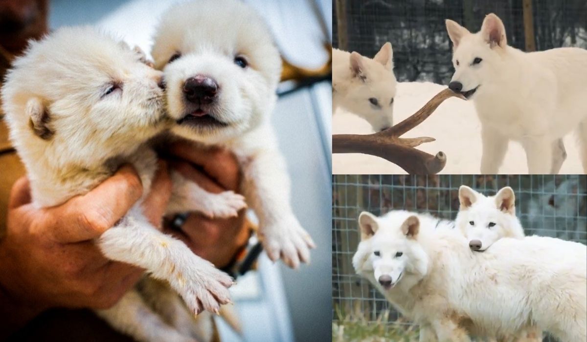 Firma pokazała szczenięta wilków z genami wymarłego gatunku, naukowcy studzą hype