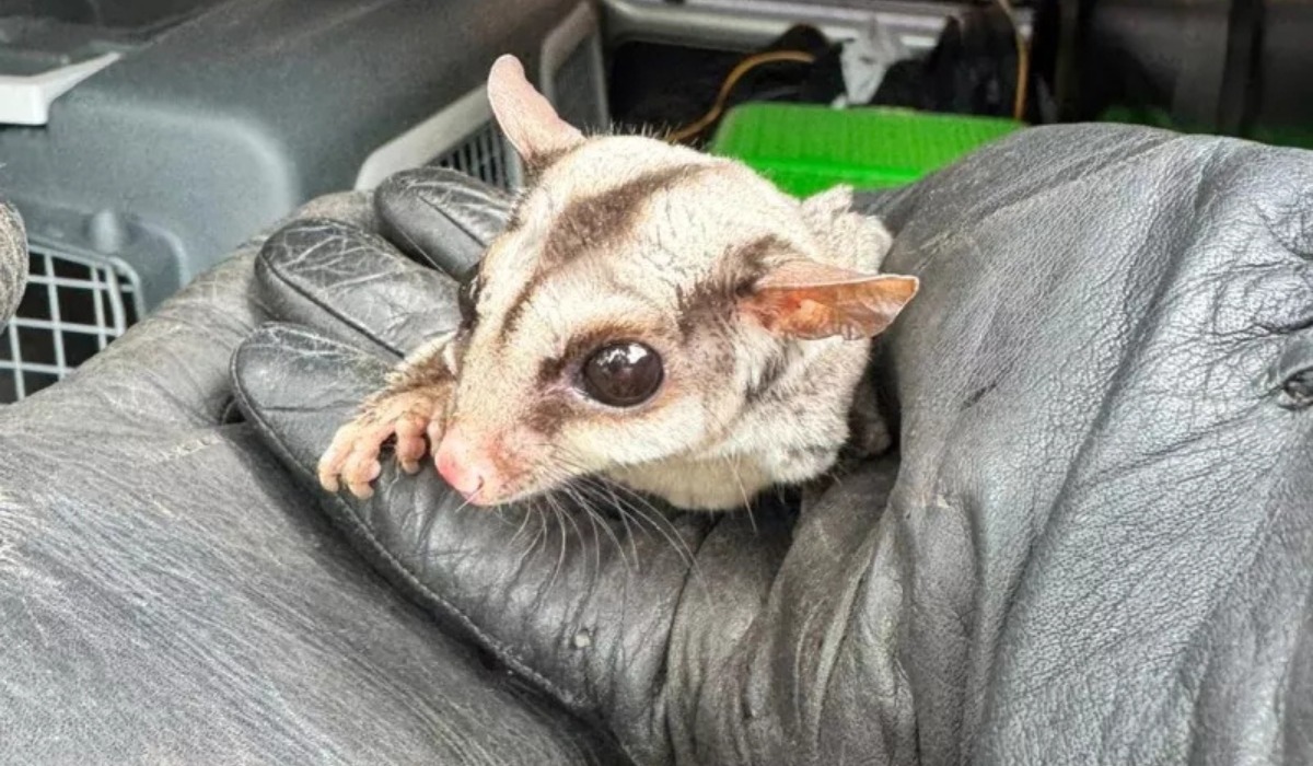 Warszawa: ekopatrol łagodnie, ale stanowczo schwytał lotopałankę, która zwiedzała sobie okolicę