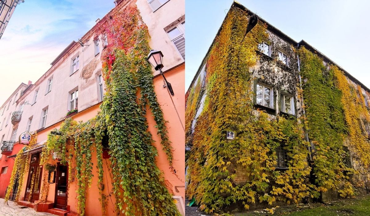 Kalisz: budynki "z zielenią" będą zwolnione z podatku od nieruchomości