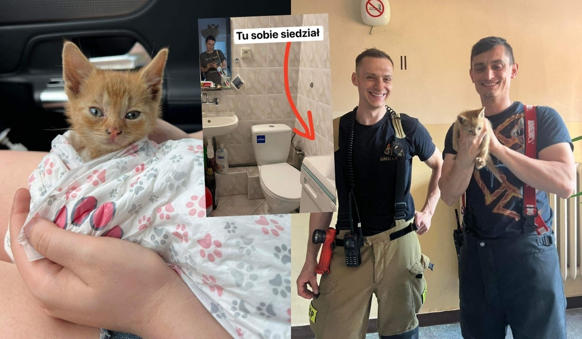 Strażacy przeprowadzili brawurową akcję ratowania kitka zagubionego w ścianie