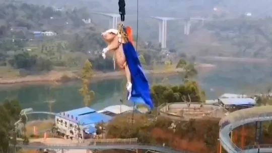 Chiński park rozrywki przeprasza za zrzucenie żywej świni w pelerynie na bungee