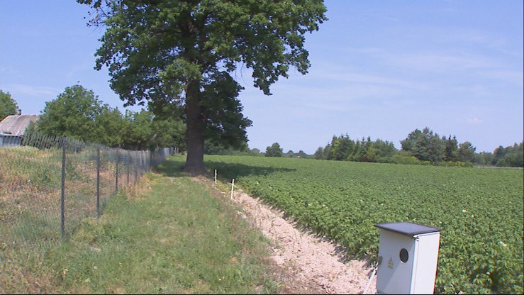 Kazimierz Dolny: umiera 150-letni dąb, bo ktoś wywiercił w nim dziury i nalał trucizny