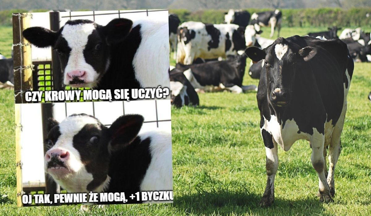 Naukowcy zbadali, czy da się nauczyć krowy korzystania z toalet i wyniki są obiecujące, także dla klimatu