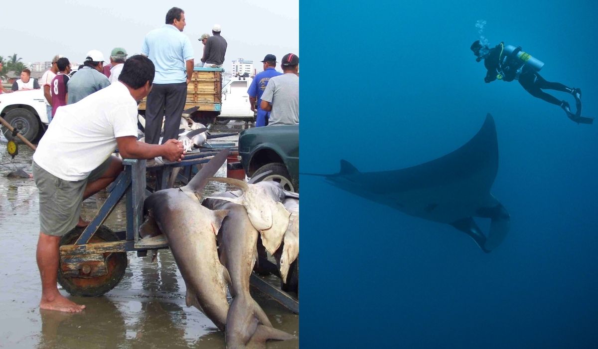 Indonezja przekonała się, że płaszczki lepiej chronić niz zabijać, bo więcej pieniędzy jest z turystów niż z mięsa