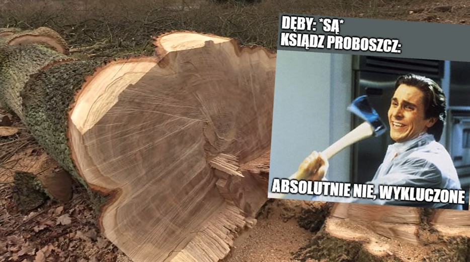 Gieczynek: proboszcz najpierw wyciął 80-letnie dęby, a potem poskromił oburzonych parafian