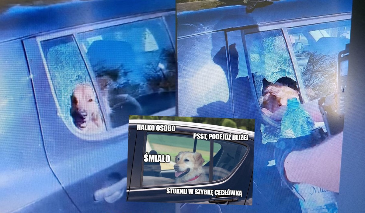 Szklarska Poręba: policja uwolniła psinę, którą właścicielka zostawiła w rozgrzanym na słońcu samochodzie