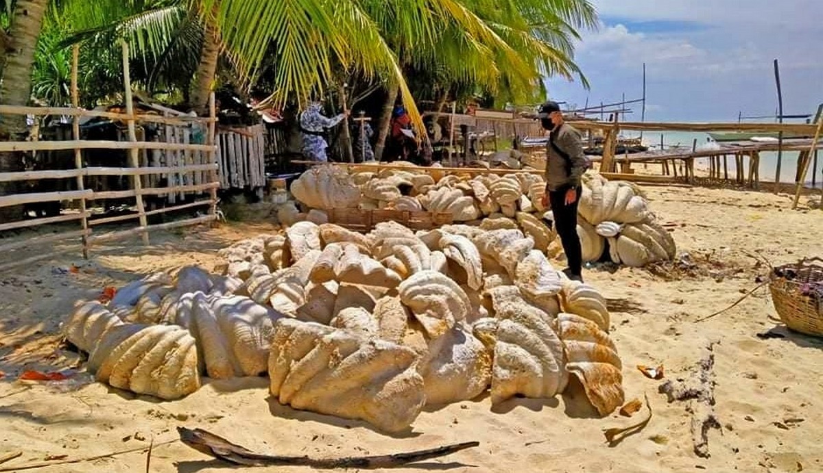 Filipiny: ujawniono przemyt 200 ton megamuszli z małżami