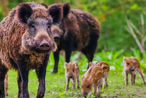 Myśliwi nie będą mogli strzelać do ciężarnych loch