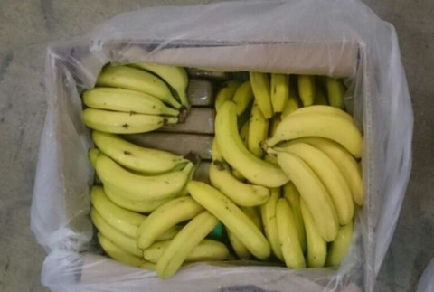 Do polskich sklepów trafiło więcej narkotyków w bananach. Już 220 kilogramów