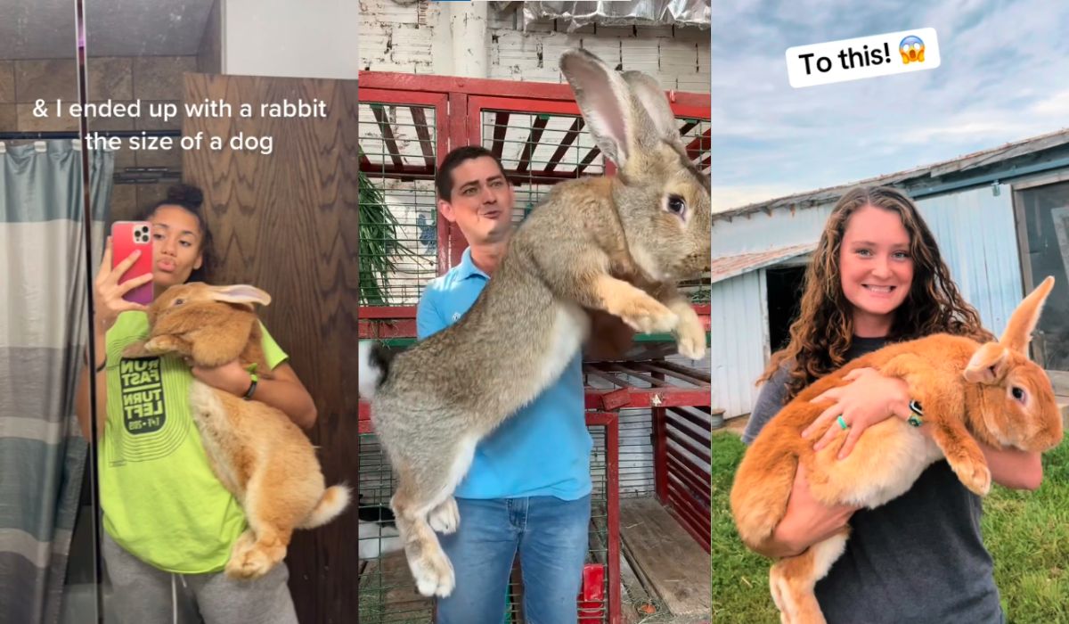 Belgijskie króliki olbrzymie z jakiegoś powodu zyskały wielki fejm na TikToku