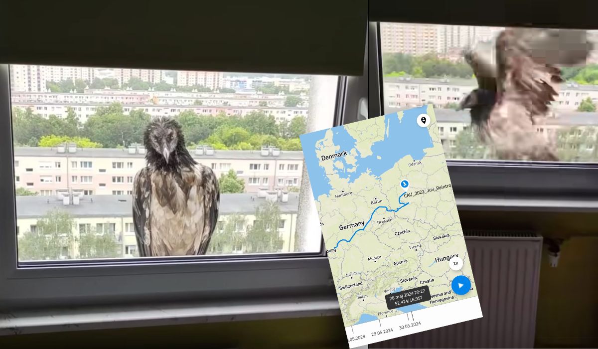 Poznań: orłosęp odwiedził miasto i tak sobie po prostu przysiadł na parapecie