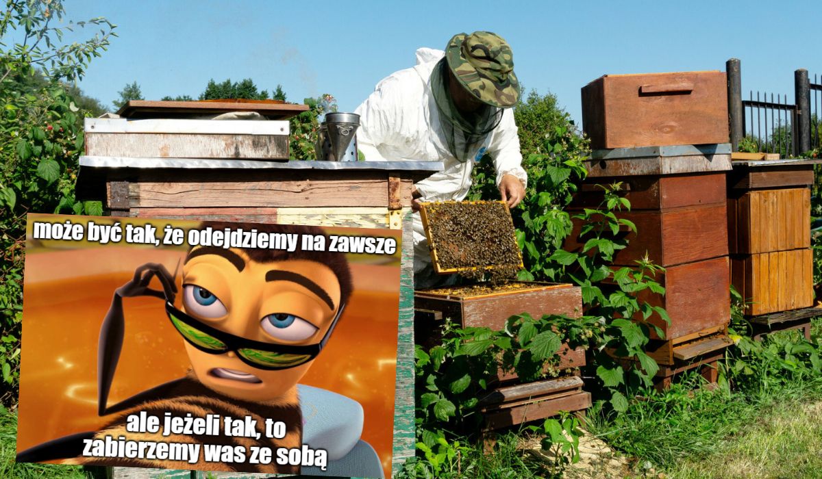 USA poza kryzysem jajecznym mierzą się z największym pomorem pszczół w historii